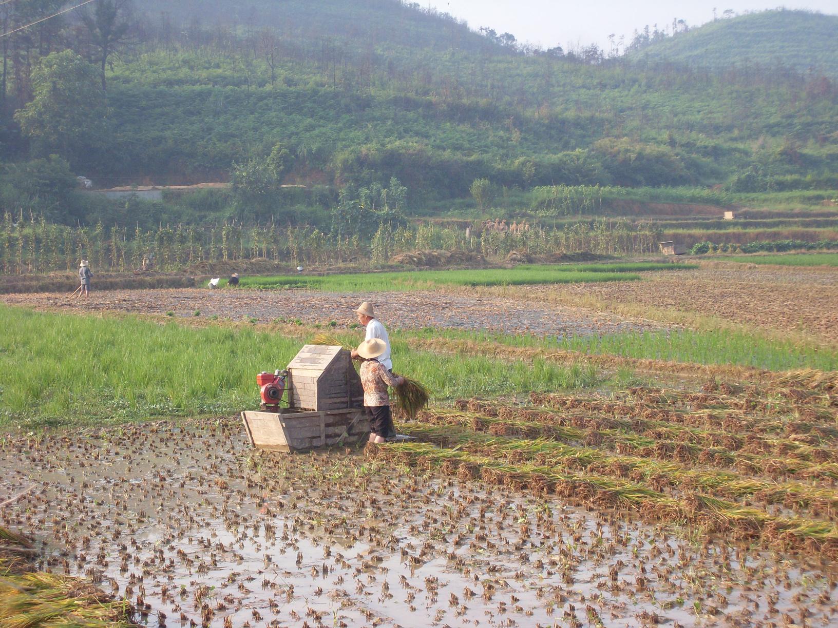 People working in a flooded rice field. Photo.